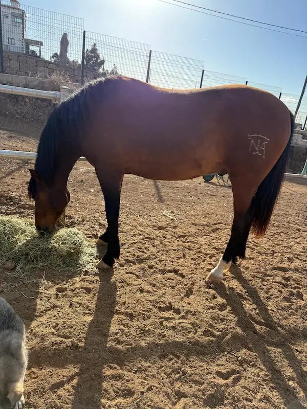 Caballo comiendo heno en el paddock de NA Stablos