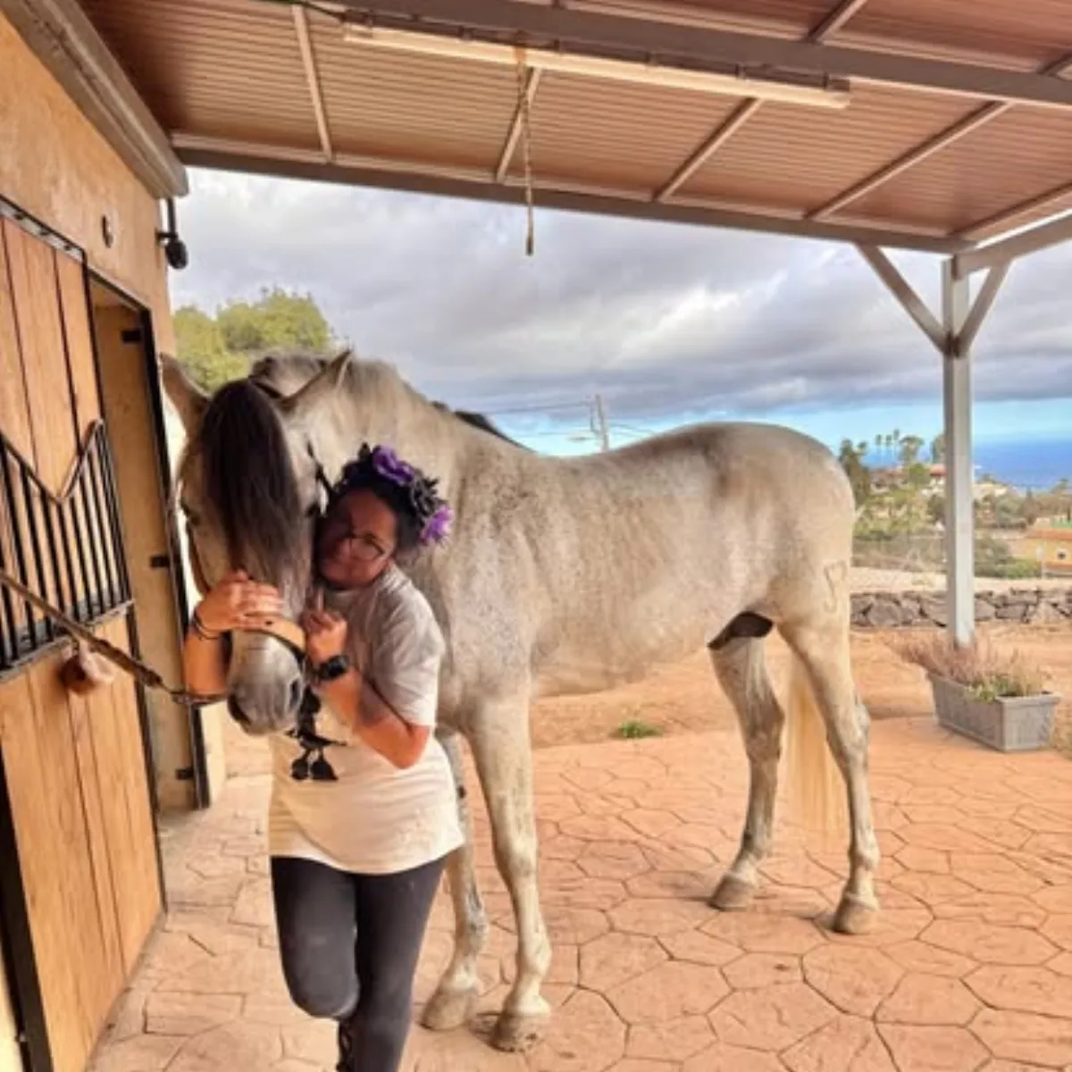 Caballo en buen estado