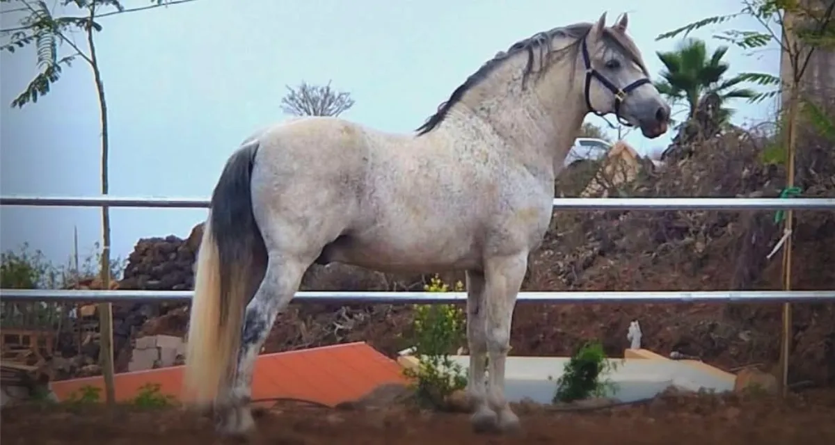Caballo comiendo su ración personalizada