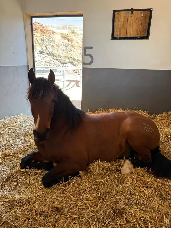 Horse resting