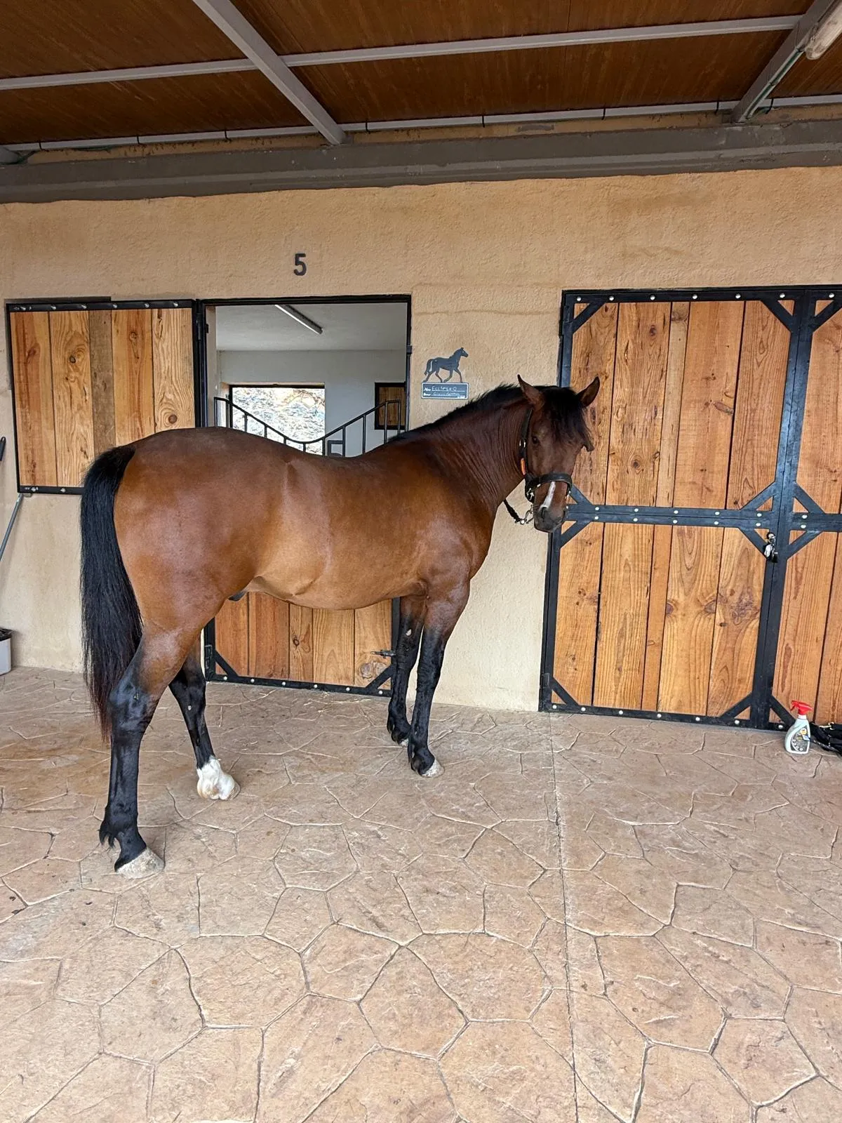 Familia aprendiendo a acercarse a los caballos durante una visita