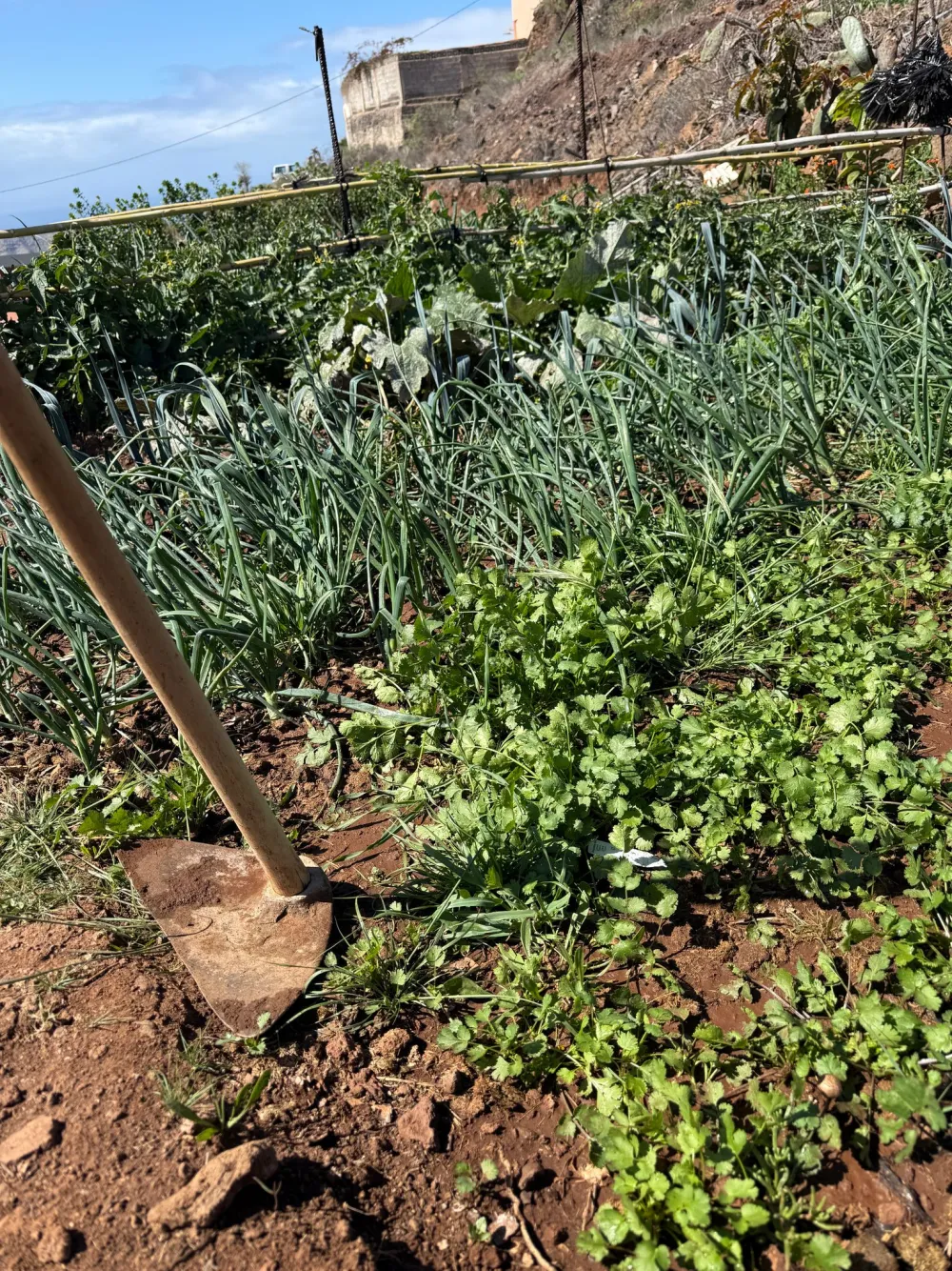 Zona de forraje en NA STABLOS