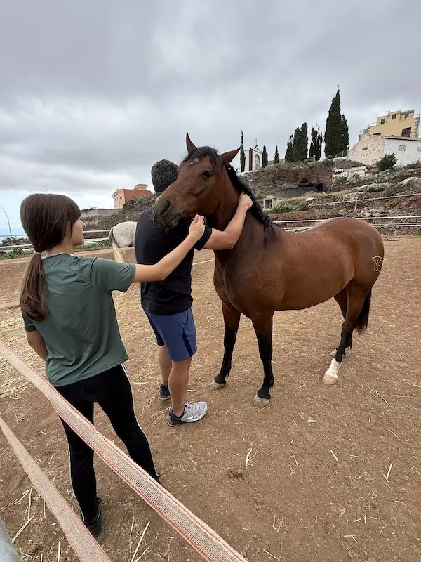 Niña acariciando a un caballo por primera vez en NA Stablos